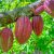 El theobroma cacao o árbol del cacao