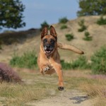Practicar running con tu perro en pistas de tierra