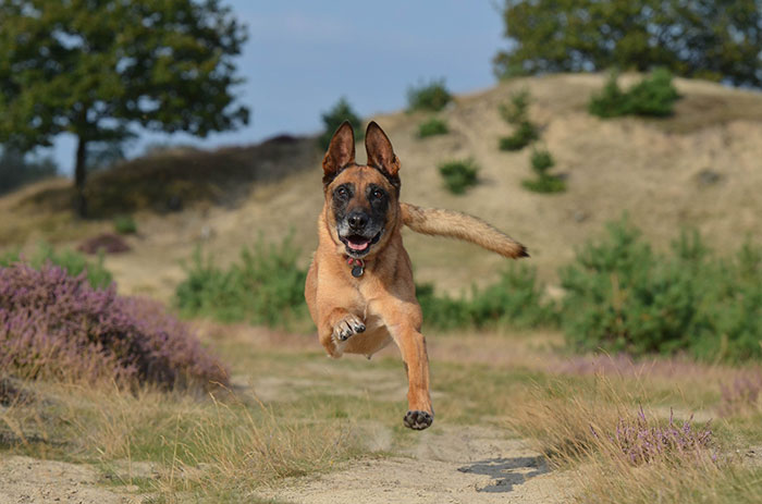 Practicar running con tu perro en pistas de tierra