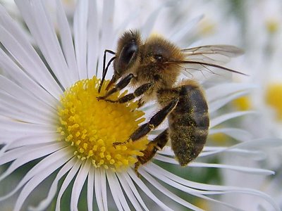 El veneno de las abejas también es beneficioso